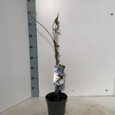 Zdjęcie produktu dla Exochorda macr. 'The Bride' – mała szkarłatnica | 25–30 cm w doniczce