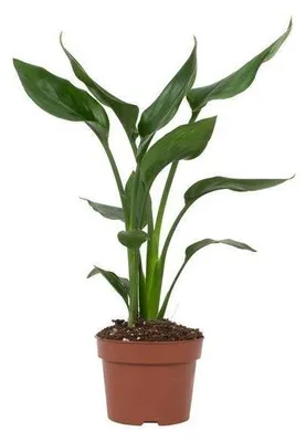Image de Plante Strelitzia Reginae aux fleurs colorées