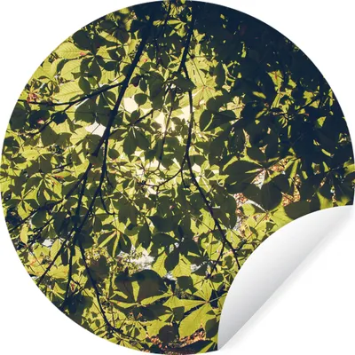 Obrázok produktu pre MuchoWow® Nálepka na tapetu - Listy - príroda - strom - slnko - 30cm