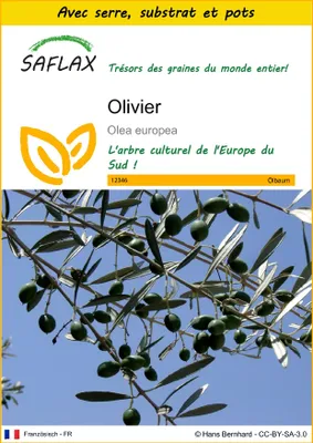 Image de SAFLAX Ensemble de culture - Olivier - 20 graines - Olea