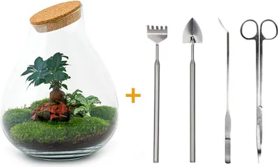 Produktbild von Diy Terrarium - Tropfen Xl Bonsai -↕ 37 Cm