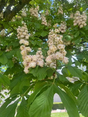 Productafbeelding van 10 x Aesculus hippocastanum - Paardenkastanje, 40-60 cm - Wortels zonder aarde