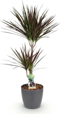 Zdjęcie produktu dla Drzewo smocze Dracaena Magenta, średnica 21 cm, wysokość 90–100 cm, roślina doniczkowa w szarej doniczce