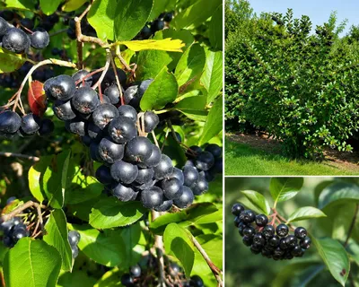 Produktbild von SaatPilot Aronia melanocarpa 200 Samen Schwarze Apfelbeere