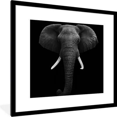 Produktbild von MuchoWow® Gerahmtes Poster Elefant - Wildtiere - Schwarz - Weiß - Porträt 40x40 cm - Poster mit Schwarzem Bilderrahmen Wandposter Rahmen Foto Bilder - Poster - Plakat im Rahmen