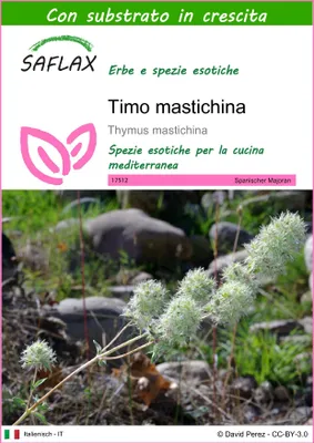 Immagine prodotto di SAFLAX  - Timo mastichina - 250 semi - Con substrato - Thymus