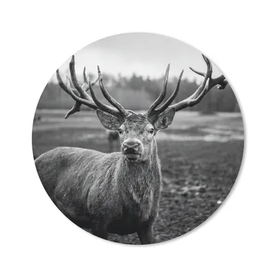 Produktbild von MuchoWow® Mauspad Mousepad Tiere - Hirsch - Geweih - Schwarz und weiß - Natur 20x20 cm - Mousepads - Maus Mat - Pad - Mausunterlage - Schreibtischmatte
