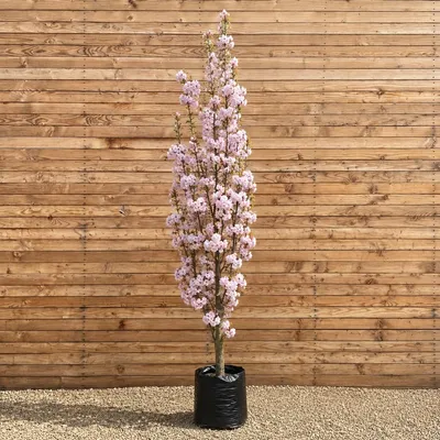 Produktbild von Säulen-Zierkirsche Amanogawa 250-300 cm, Stammumfang 10-12 cm - Prunus serrulata Säulenbaum