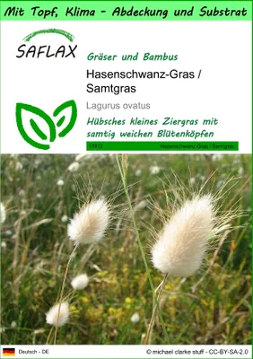 Produktbild von SAFLAX Garden to go - Hasenschwanz-Gras / Samtgras - Lagurus ovatus - 100 Samen - Mit Topf, Klima - Deckel und Anzuchtsubstrat