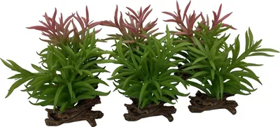 Immagine prodotto di Terra Della Decorazione per terrari Crassula