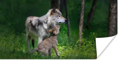 Produktbild von MuchoWow® Poster Wolf - Baby - Wald 40x20 cm - Poster für die Wand - Poster Schlafzimmer