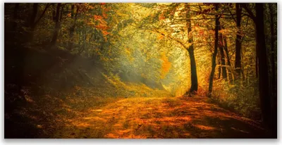 Produktbild von Glasbilder 140x70 Wandbild Druck auf Glas Wald Natur