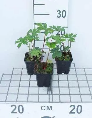 Immagine prodotto di 6 x Astrantia major 'Rubra' - Fiori di conifera a stella - Vaso 9 x 9 cm