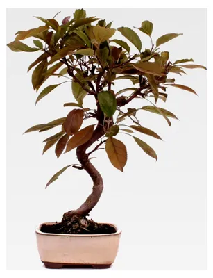 Produktbild von Bonsai - Malus domestica Red, Zierapfel 225/13