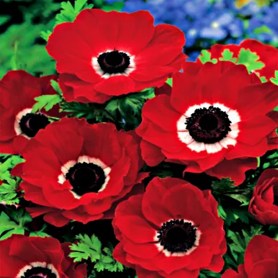 Immagine prodotto di Anemone Hollandia 10 pz Bulbi di anemone