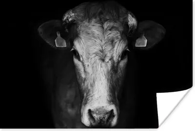 Produktbild von MuchoWow® Poster Tiere - Kuh - Schwarz - Weiß - Kuhkopf 180x120 cm - Fotoplakat