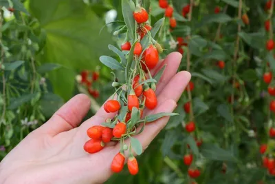 Produktbild von Goji, Chinesische Wolfsbeere, Gojibeere - 20 Samen