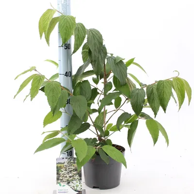 Zdjęcie produktu dla Kalina japońska 'Kilimandjaro' 50-70 cm - Viburnum plicatum Kilimandjaro - Roślina ogrodowa