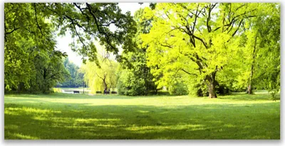 Produktbild von Glasbilder 120x60 Wandbild Druck auf Glas Gras Bäume Natur