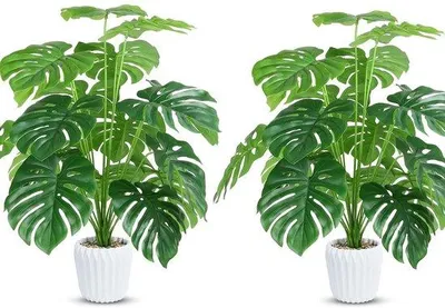 Obrázek produktu pro Sada umělých rostlin Monstera, 2 ks, 70 cm, plast, umělé, koupelna, kancelář, kuchyně, dekorace interiéru