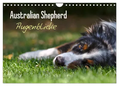 Produktbild von Australian Shepherd - Augenblicke (Wandkalender 2027 DIN A4 quer), CALVENDO Monatskalender