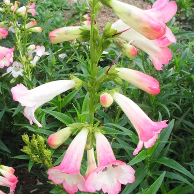 Obrázok produktu pre 6 ks veľkokvetá bázma – Penstemon 'Apple Blossom' | Kvetináč 9x9 cm