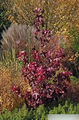 Produktbild von Liquidambar styraciflua rotundiloba - Amerikanischer Amberbaum - 60-100