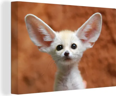 Produktbild von OneMillionCanvasses® - Leinwandbilder - 150x100 cm, Wüstenfuchs - Baby - Tiere, Wandbilder Kunstdruck Wanddekoration