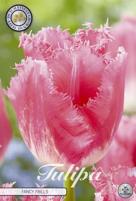 Artikelbild 2 von 'Tulpe Fancy Frills (7 Stück)' aus der Kategorie Tulpenzwiebeln