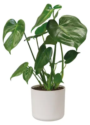 Obrázek produktu pro elho 8711904229252, Bílá, Plast, Kulatý, 100%, 100%, 140 cm