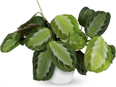 Immagine prodotto di Maranta Fascinator con foglia argentata, in vaso bianco Ø 12 cm, altezza circa 25 cm. Pianta della preghiera, verde, adatta agli animali domestici, facile da curare, per interni, ufficio e