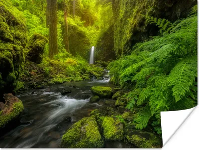 Produktbild von MuchoWow® Poster Schönes Bild vom Dschungel 40x30 cm - Plakate für die Wände - Poster Wohnzimmer