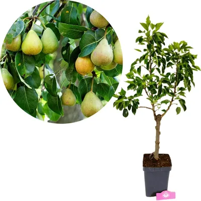 Produktbild von Pyrus communis 'Sweet Dwarf', Zwergbirne, Höhe 60-80 cm, 5-Liter-Topf