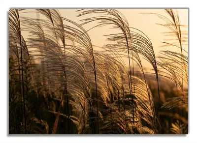 Produktbild von Wallario Premium Glasbild, freischwebende Optik, kräftige Farben, Größe 100 x 70 cm Motiv Schilf im Wind
