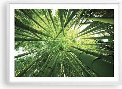 Produktbild von Gerahmtes Poster - Weißer Rahmen - Bambus Dschungel Grün - 70x50 cm - Wand Bild - Wanddeko - Wandbilder - Kunstposter - Wandposter - Bilderrahmen - Bilder - Kunstdruck - Wandbild - P2WAA70x50-4235
