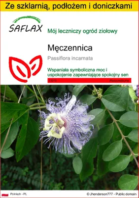 Zdjęcie produktu dla SAFLAX - Męczennica - 5 Nasiona - Passiflora incarnata