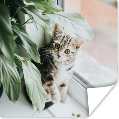 Produktbild von MuchoWow® Poster Katze - Kätzchen - Pflanzen 160x120 cm - Foto Plakat