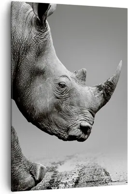 Produktbild von Bild auf Leinwand - Leinwandbild - Einteilig - Nashorn Monochrom Tier - 70x100cm - Wand Bild - Wanddeko - Wandbilder - Leinwanddruck - Wanddekoration - Leinwand bilder - Wandbild - PA70x100-4954