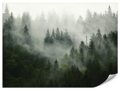 Zdjęcie produktu dla Muralo Fototapeta Samoprzylepna LAS WE MGLE Krajobraz 3D 135x90cm Dekoracja Ścienna Do Salonu