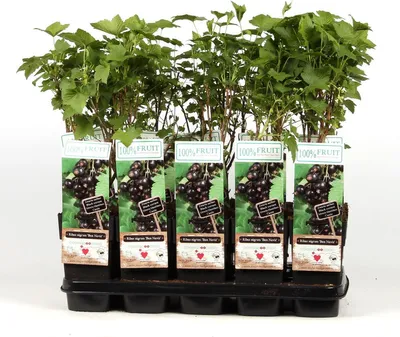 Produktbild von Schwarze Johannisbeere - Ribes nigrum - Ben Nevis 60-70 cm - großfrüchtig, robust