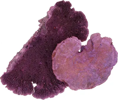Produktbild von Baumschwamm Lila Weiß Gewaschen 1kg Deko Pilz Trockengesteck Herbstdeko Trauerfloristik