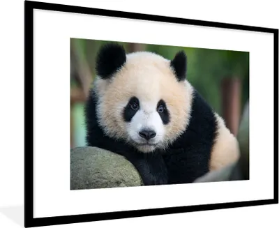 Produktbild von MuchoWow® Gerahmtes Poster Panda - Wildtiere - Porträt - Stein 90x60 cm - Poster mit Schwarzem Bilderrahmen Wandposter Rahmen Foto Bilder - Wanddekoration - Fotos