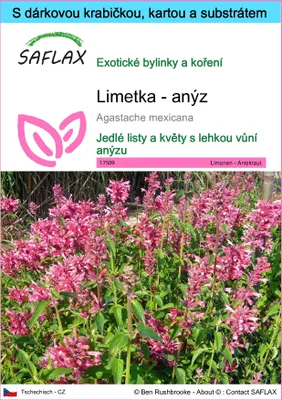 Obrázek produktu pro SAFLAX Dárková sada - Limetka - anýz - Agastache mexicana - 50 Semena - S dárkovou krabičkou, přepravním štítkem, dárkovou kartou a pěstebním médiem