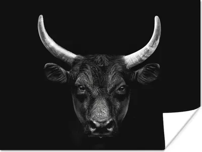 Produktbild von MuchoWow® Poster Tiere - Stier - Schwarz - Weiß - Porträt 120x90 cm - Wandbild