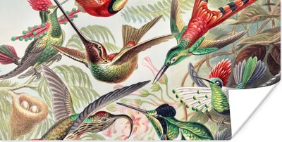 Produktbild von MuchoWow® Poster Kolibri - Vintage - Ernst Haeckel - Vogel - Kunst - Natur 80x40 cm - Wanddeko