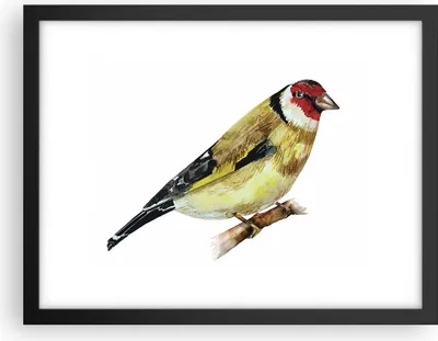 Produktbild von Gerahmtes Poster - Schwarzer Rahmen - Stieglitz Vogel Aquarell - 40x30 cm - Wand Bild - Wanddeko - Wandbilder - Wandposter - Bilderrahmen - Bilder - Kunstdruck - Wandbild - P2BAA40x30-4179