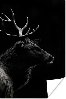Produktbild von MuchoWow® Poster Hirsch - Schwarz - Porträt - Geweih - Tiere 60x90 cm - Wanddekoration