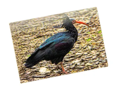 Produktbild von 3 D Ansichtskarte Waldrapp, Postkarte Wackelkarte Hologrammkarte, Tier Vogel Vögel