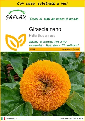 Immagine prodotto di SAFLAX Insieme di coltivazione - Girasole nano - 40 semi - Helianthus