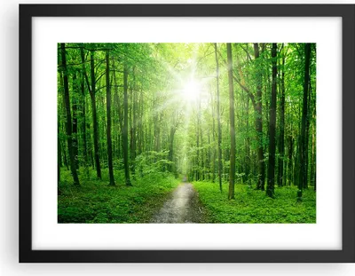 Produktbild von Gerahmtes Poster - Schwarzer Rahmen - Sonnenstrahlen Wald Sommer - 40x30 cm - Wand Bild - Wanddeko - Wandbilder - Wandposter - Bilderrahmen - Bilder - Kunstdruck - Wandbild - P2BAA40x30-2689